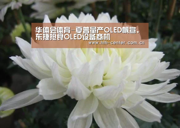 华体会体育-夏普量产OLED帆宣、东捷抢食OLED设备商机(图2) 华体会体育