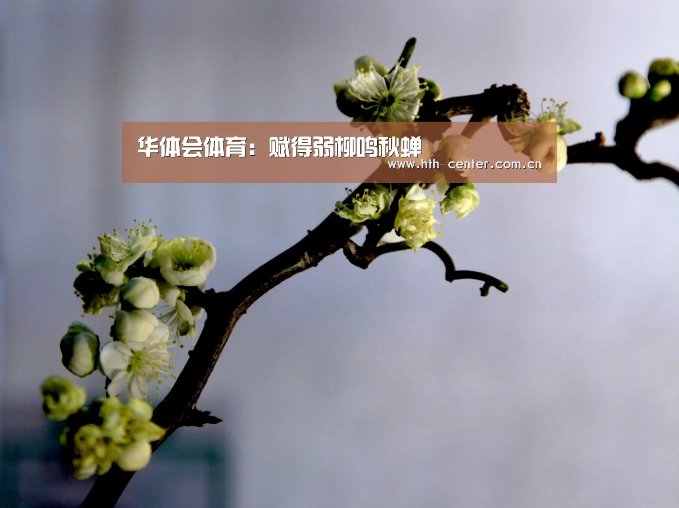 华体会体育